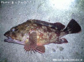 ガシラ