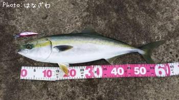 ワラサ