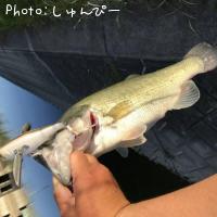 ブラックバス