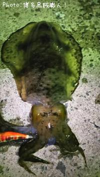 ꥤ