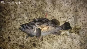クロソイ
