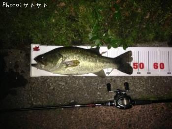 ブラックバス