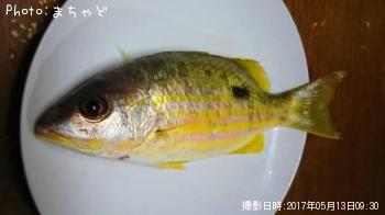ޥȥӡڥ˥ۥե