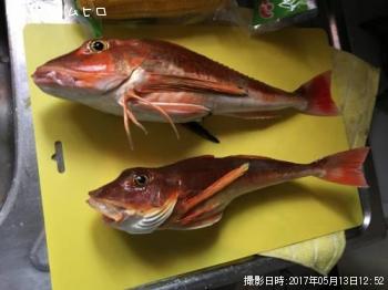 ホウボウ