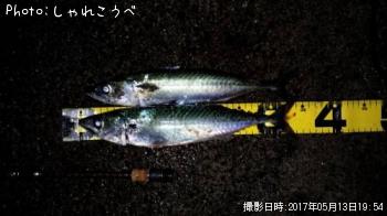 サバ