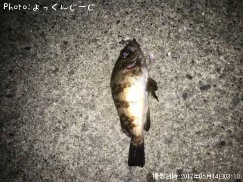 メバル