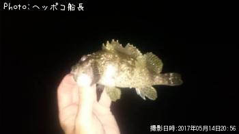 饽