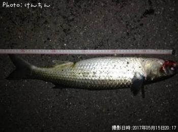 ボラ