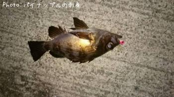 メバル