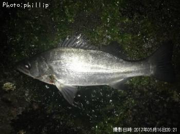 ヒラセイゴ