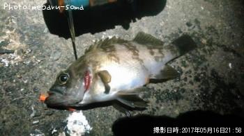 メバル