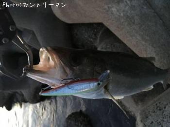 シーバス