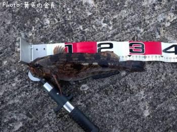 アイナメ