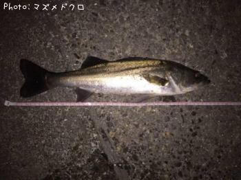 シーバス