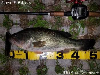ブラックバス