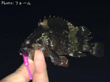 ムラソイ