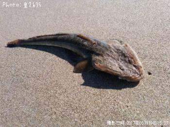 マゴチ