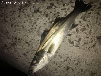 シーバス