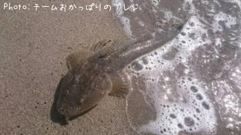 マゴチ