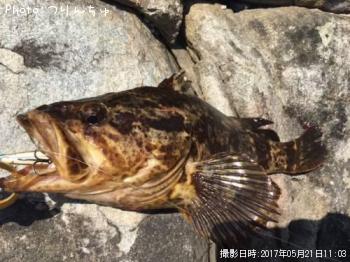 タケノコメバル