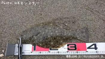 ヒラメ