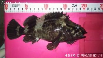 饽