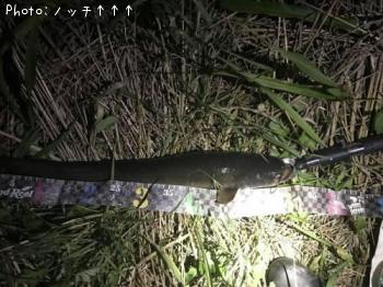 ナマズ