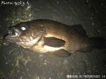 メバル