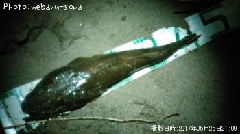 マゴチ