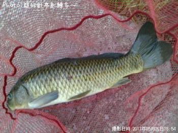 鯉！？