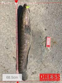 雷魚