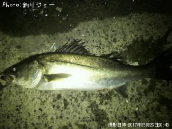 シーバス