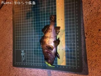 メバル