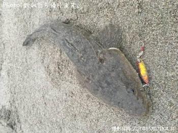 マゴチ