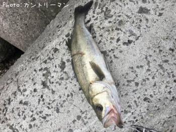 シーバス