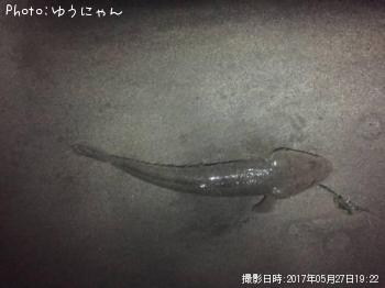 マゴチ
