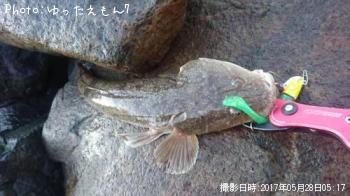 マゴチ