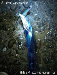 タチウオ