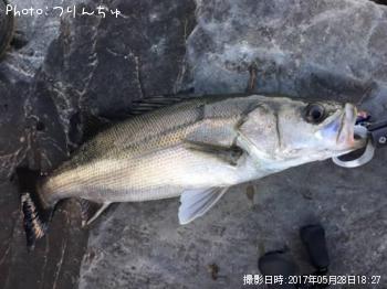 シーバス