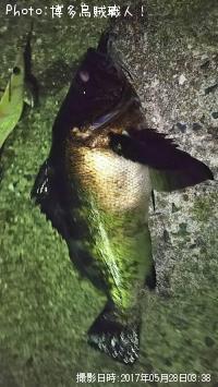 メバル