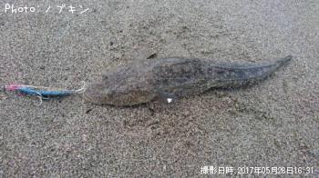 マゴチ