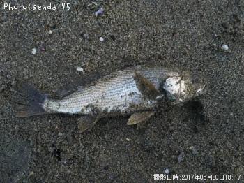 イシモチ