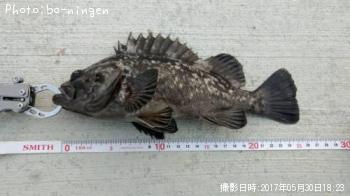 クロソイ