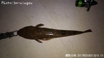 マゴチ