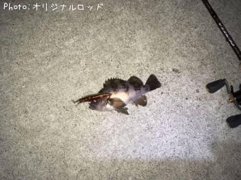 メバル