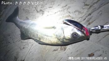 シーバス