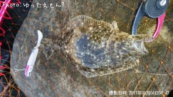 ヒラメ　ソゲ