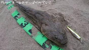 マゴチ