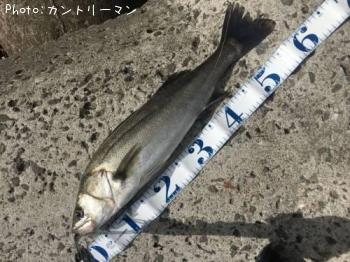 シーバス