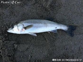 シーバス